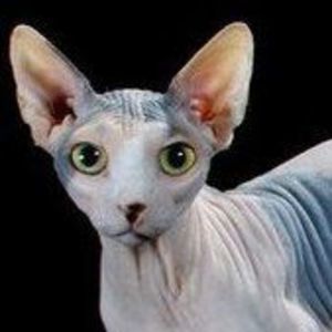 Meet your Posher, Terry